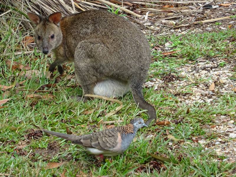 faune australienne