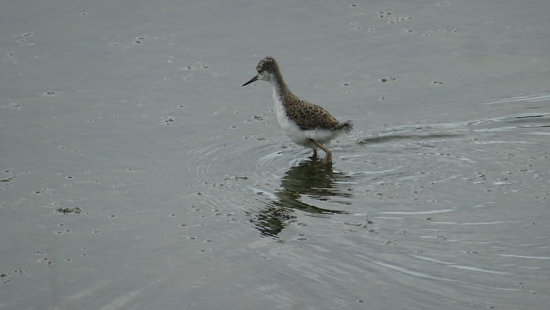 Bretagne en camping-car